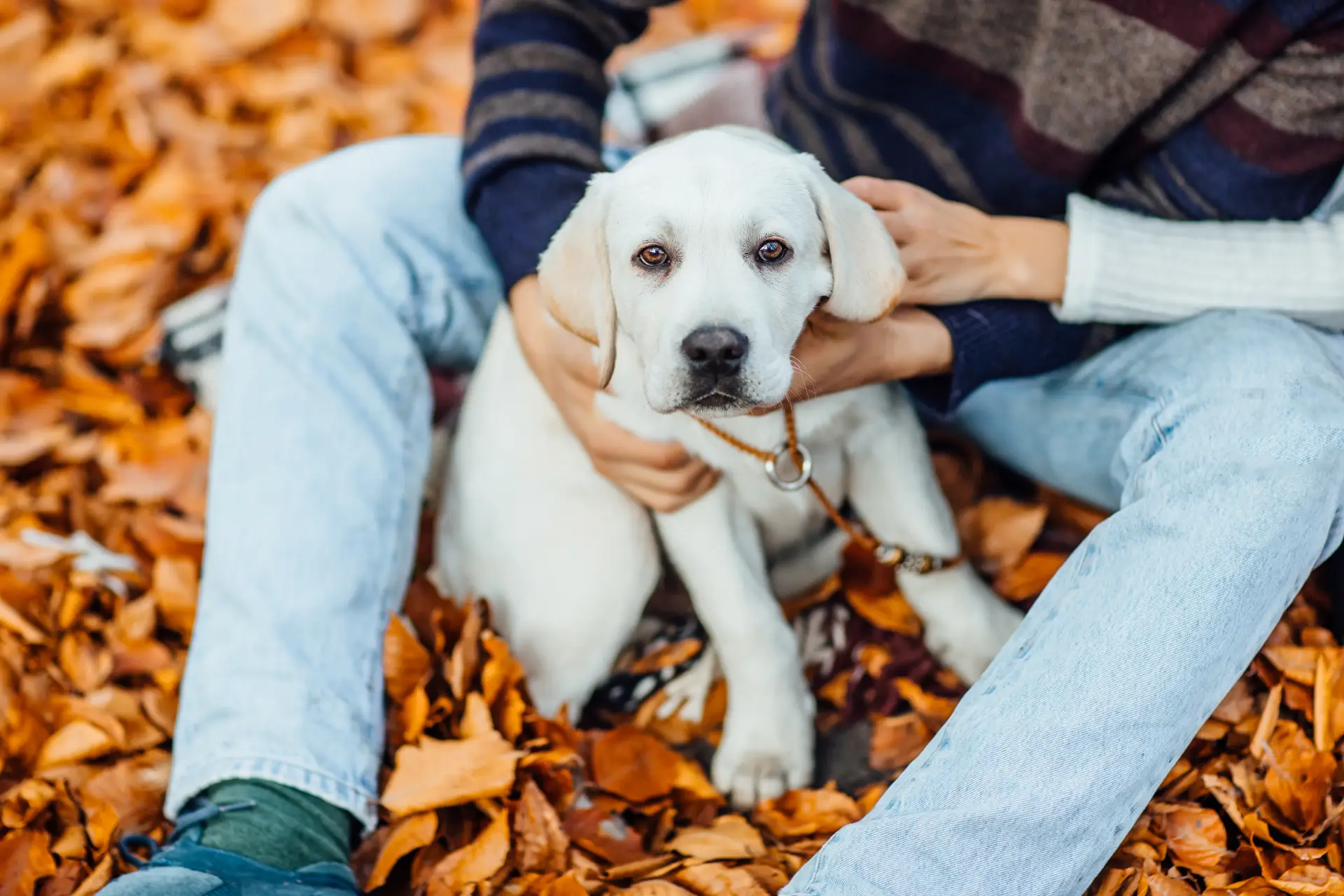 Labrador auriu într-un parc de toamnă, alături de mâinile stăpânului