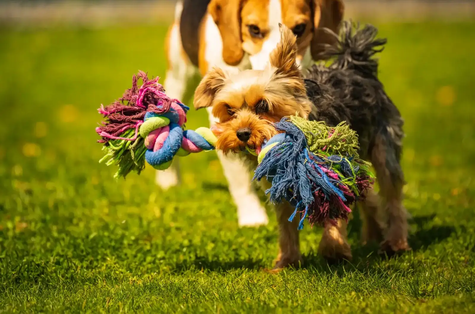 Câini jucându-se împreună într-un cadru de grădină, reprezentând prietenia între animale
