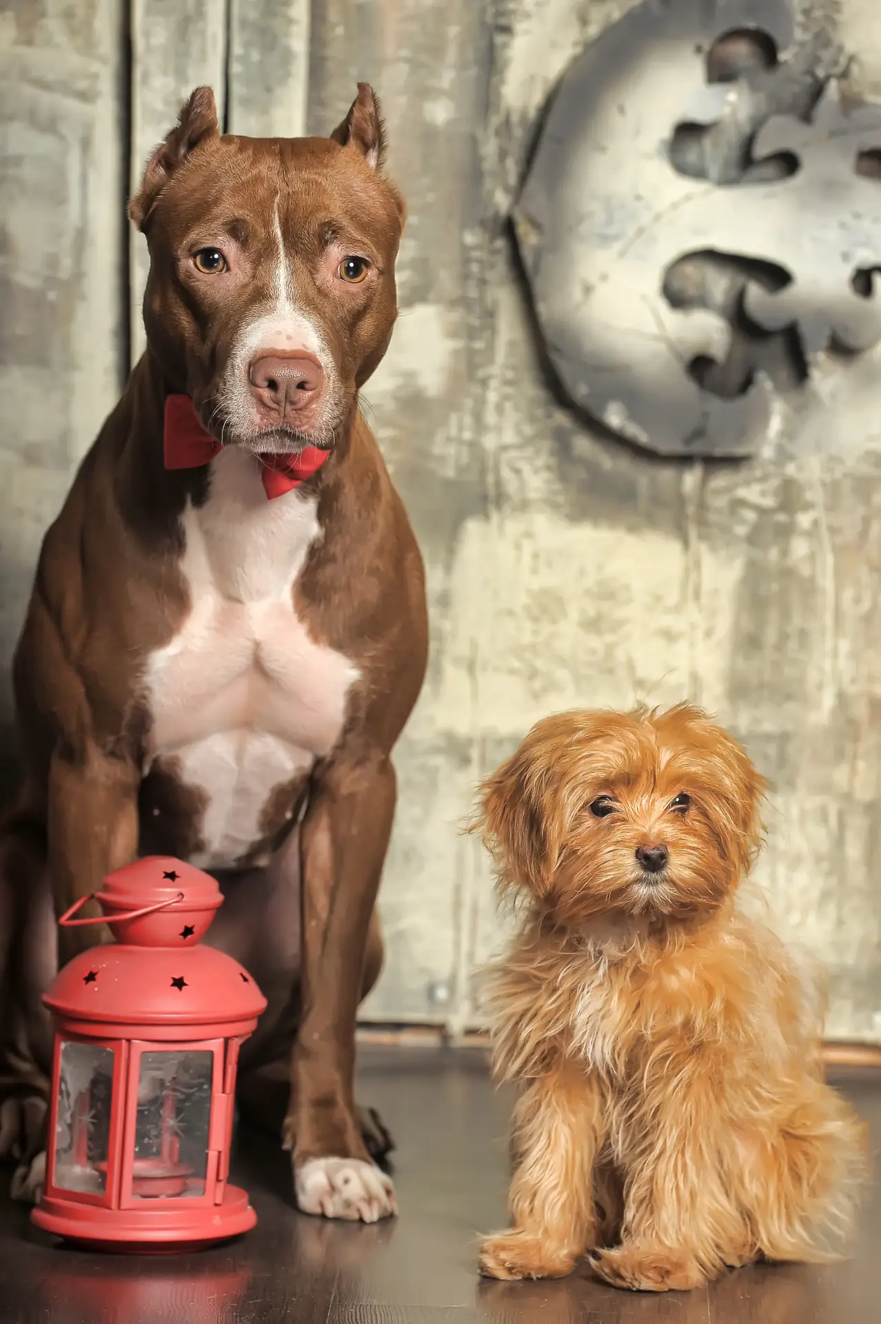 Câine stând jos, fotografiat în studio