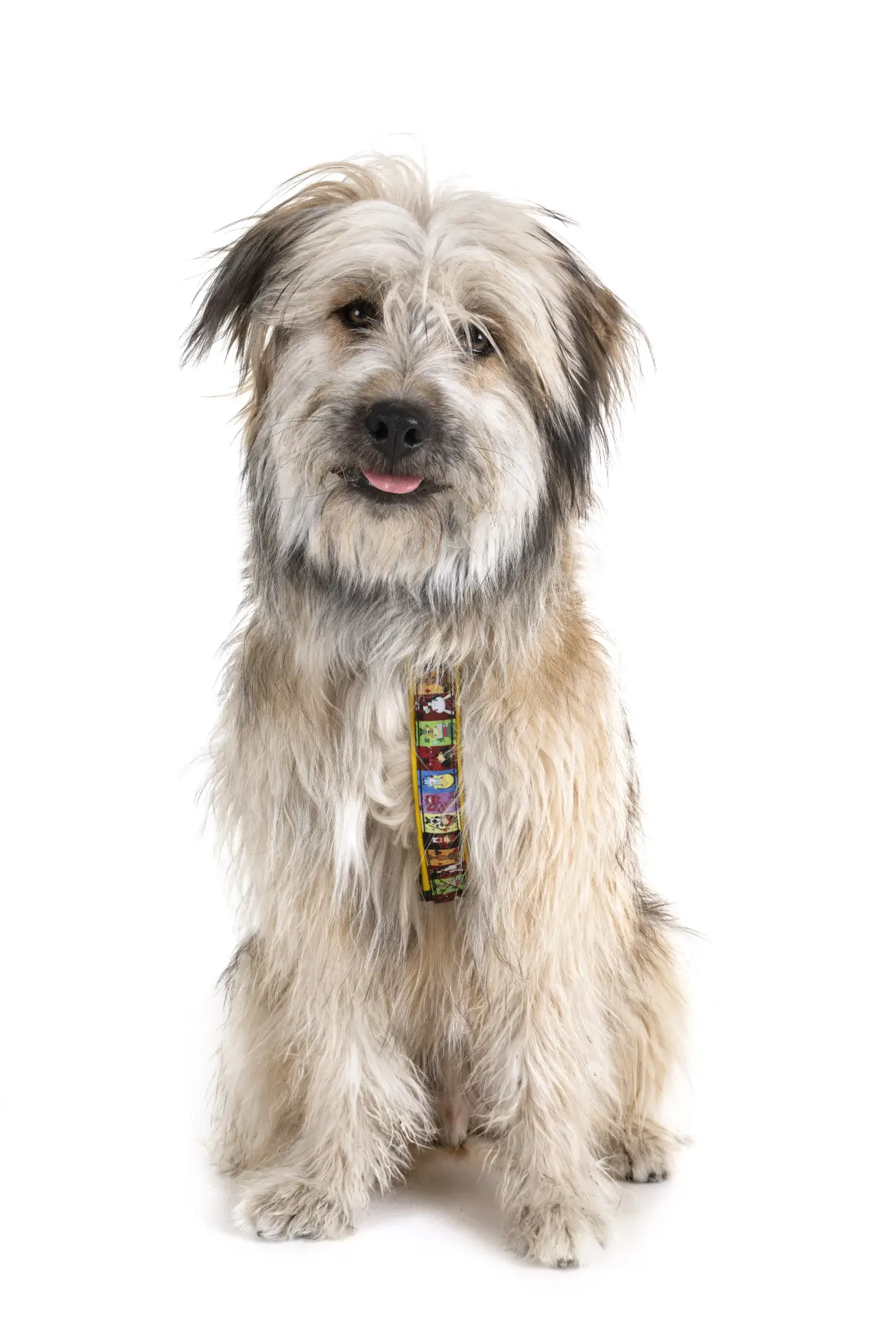 Câine stând jos pe fundal alb