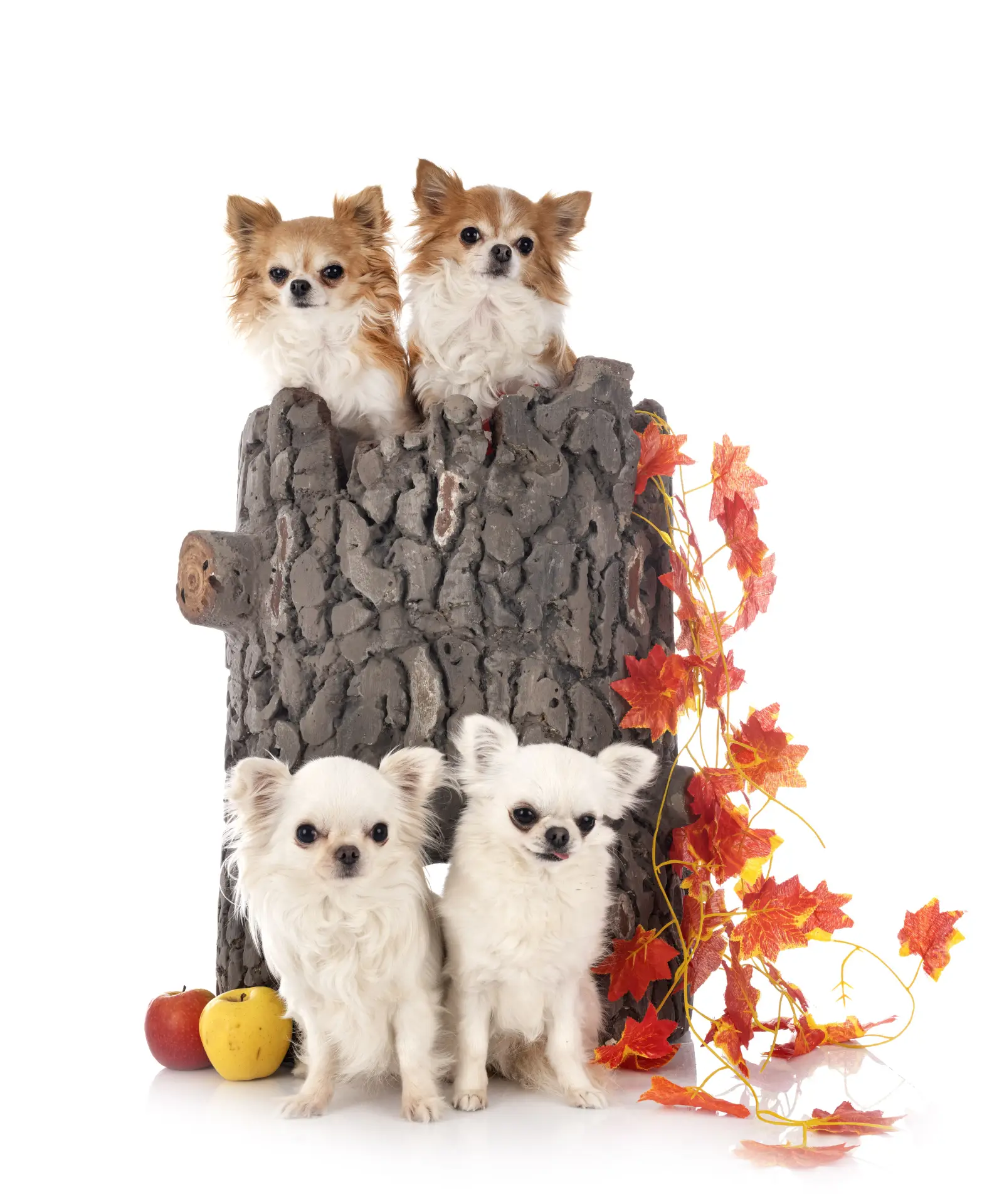 Câine stând jos pe fundal alb