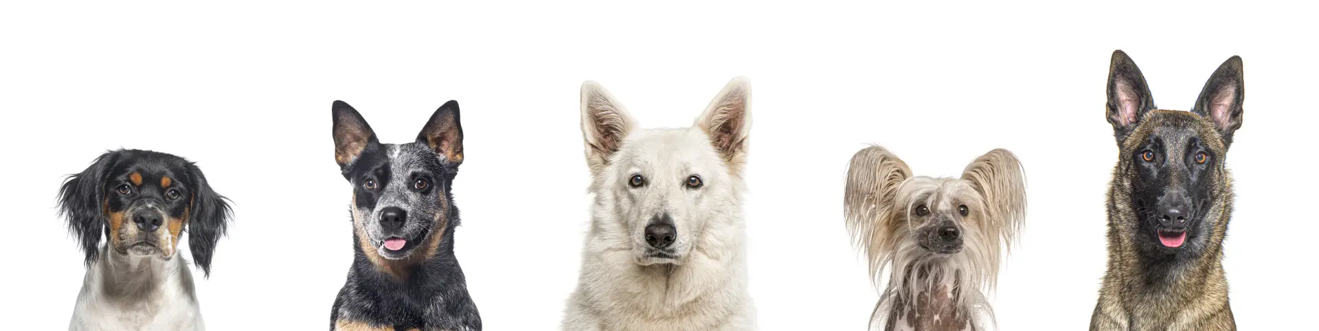 Cinci câini din rase diferite fotografiați aliniați pe fundal alb”
