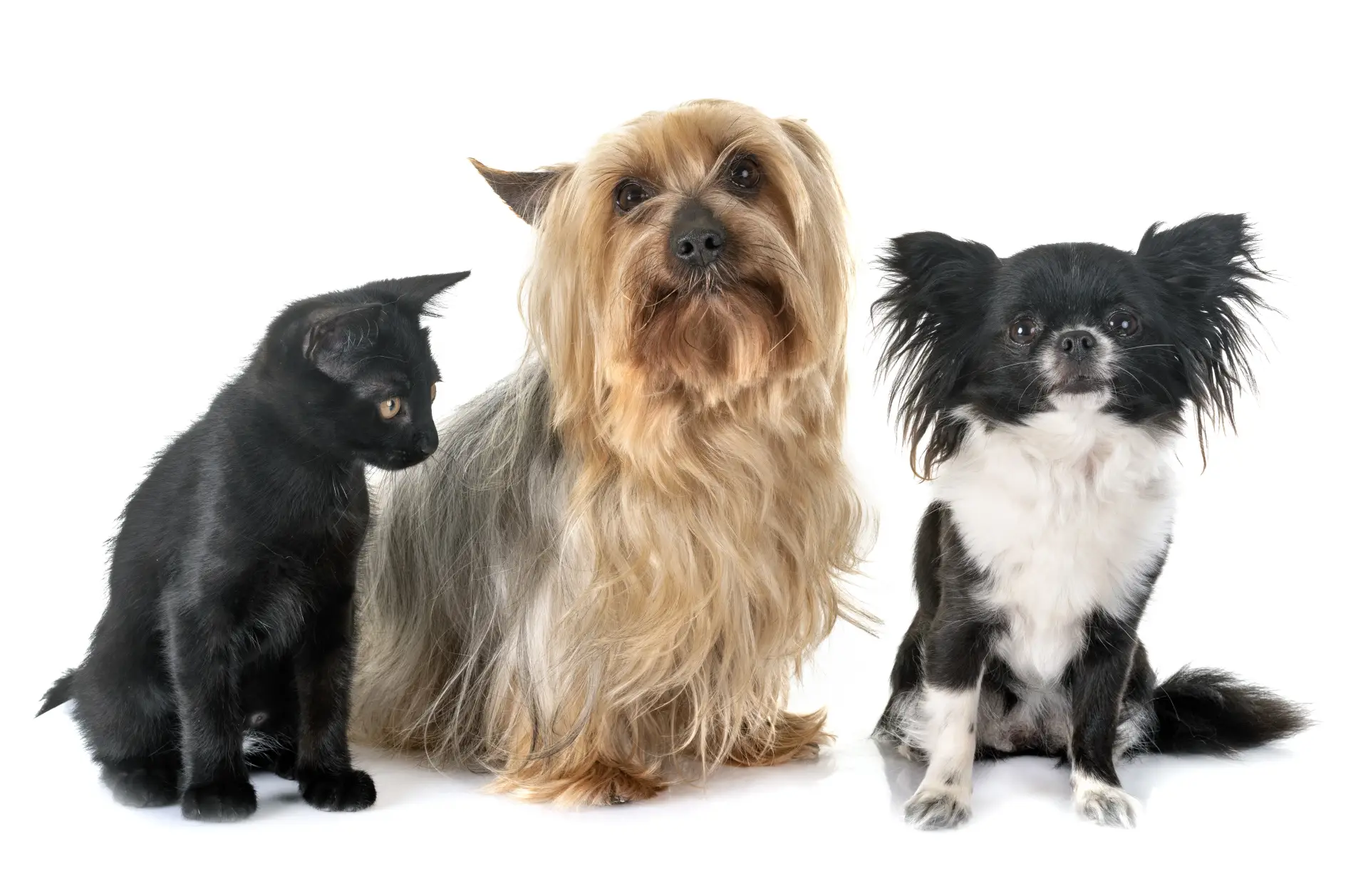 Două exemplare de câine fotografiați pe fundal alb