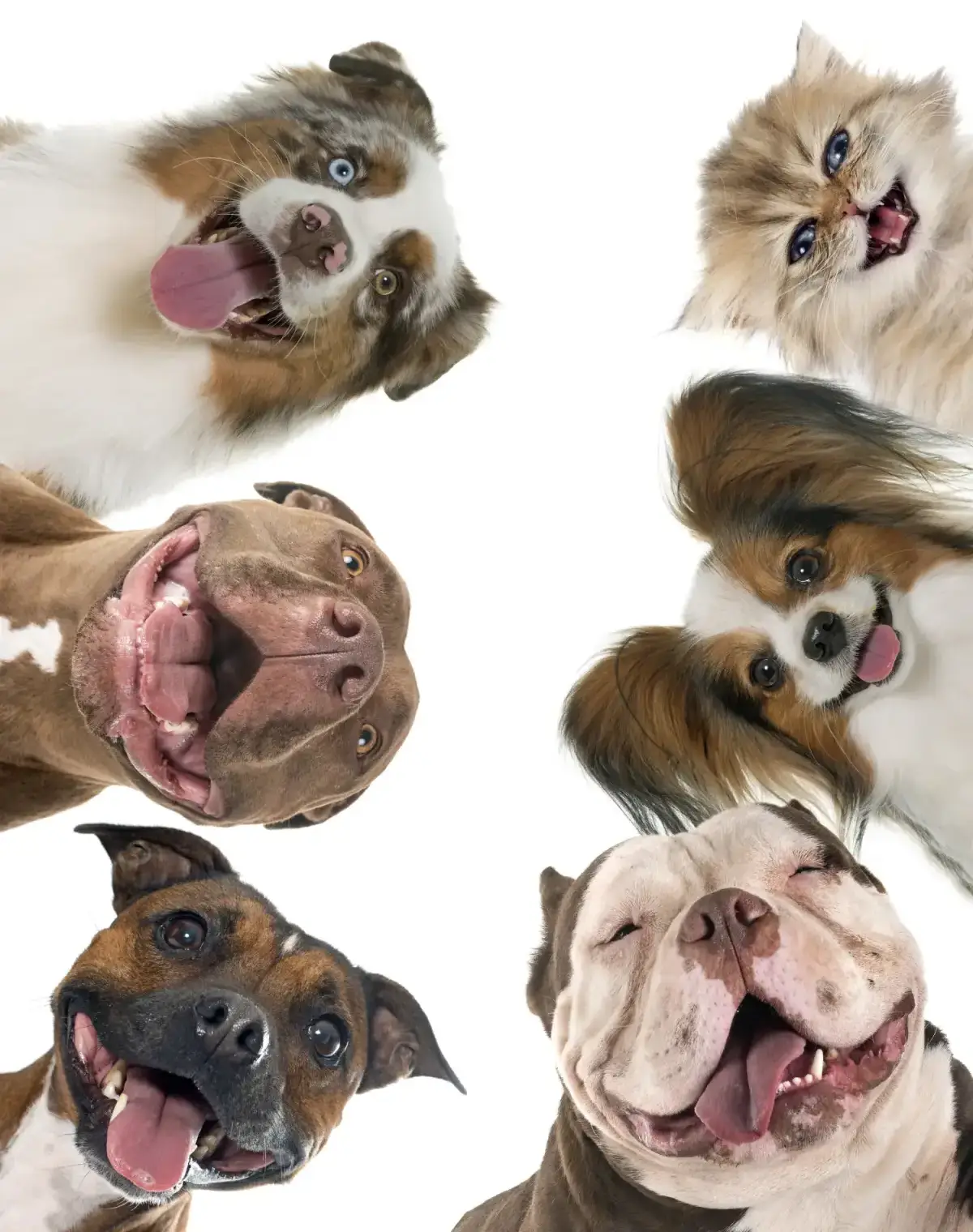 Două exemplare de câine fotografiați pe fundal alb