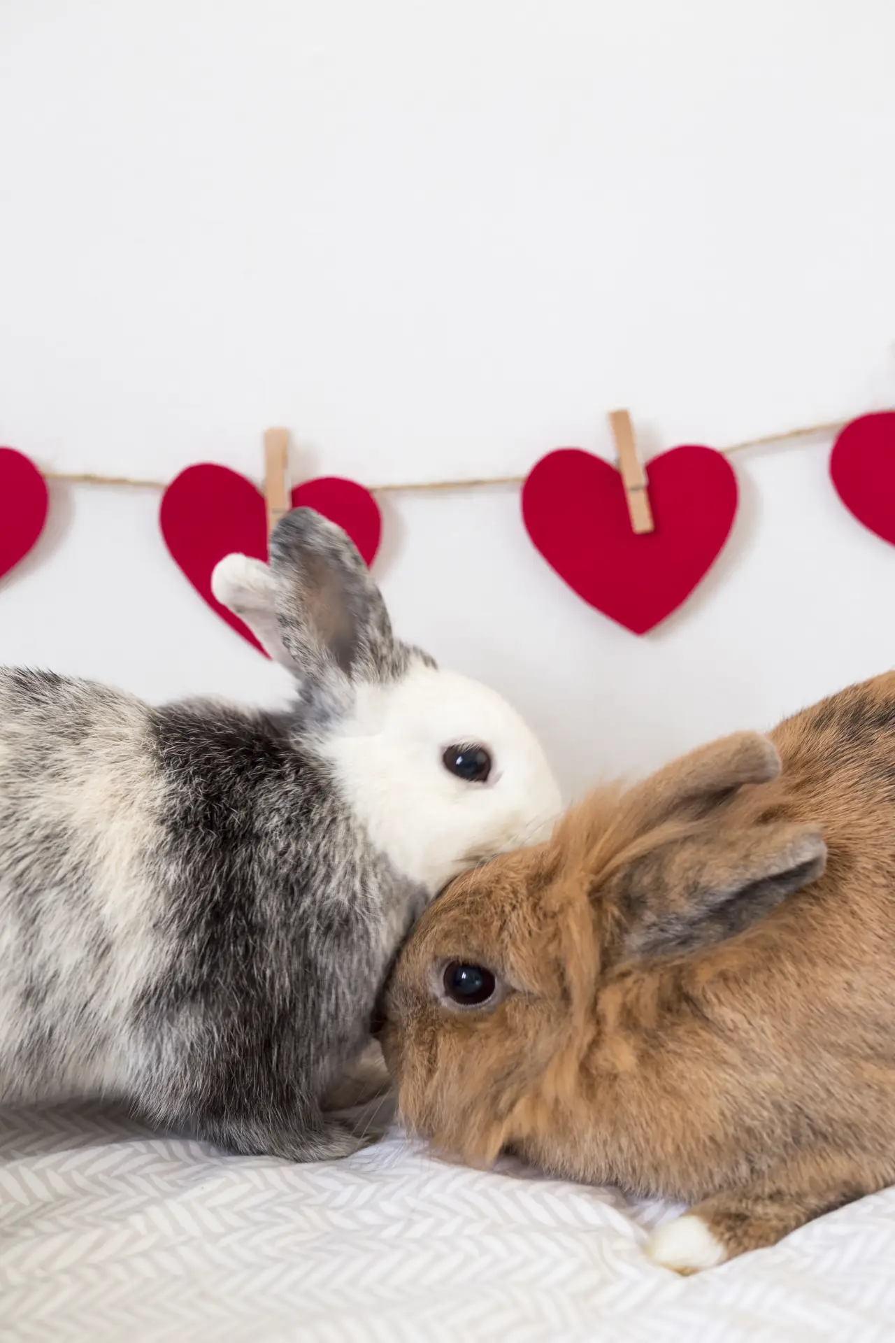 Iepuri lângă inimioare decorative din ață