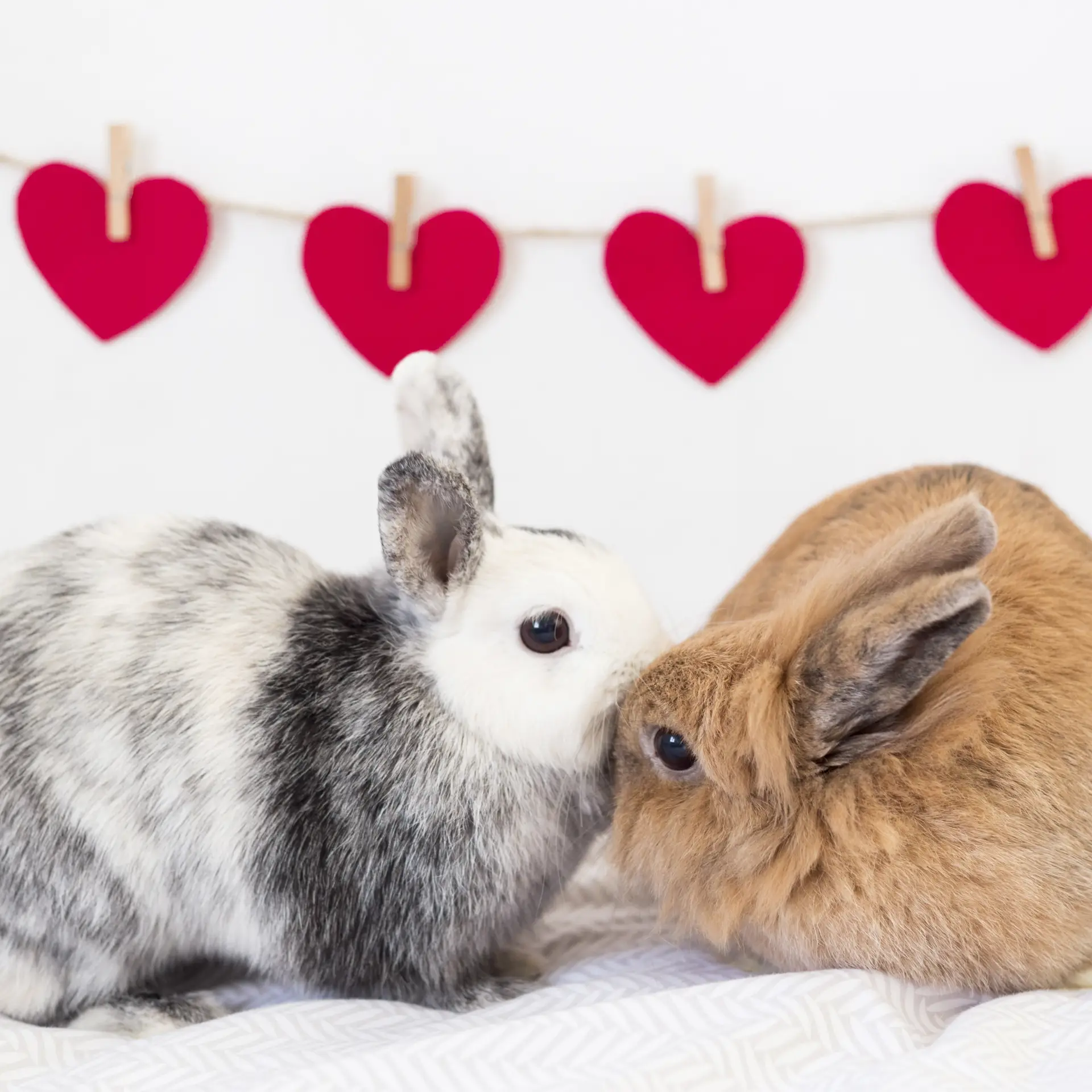 Doi iepuri lângă ornamente decorative în formă de inimă