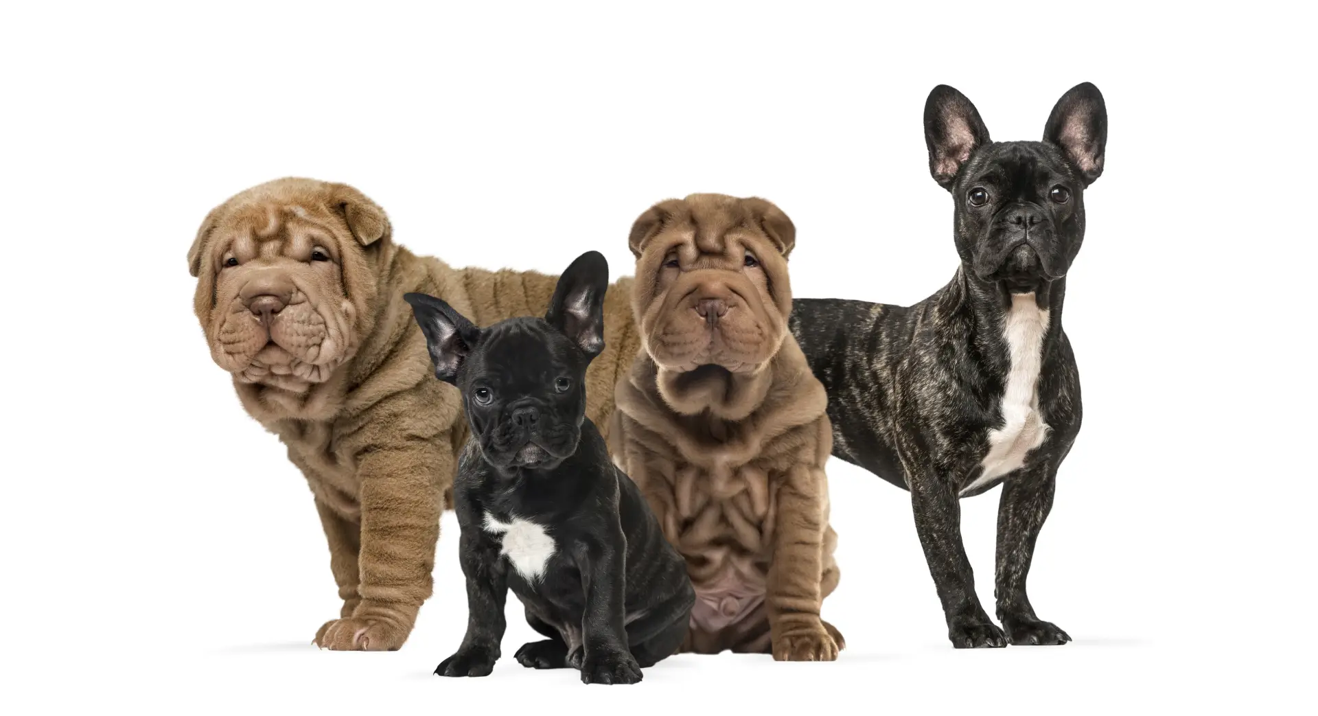 Pui de Shar Pei alături de pui de Bulldog francez pe fundal alb