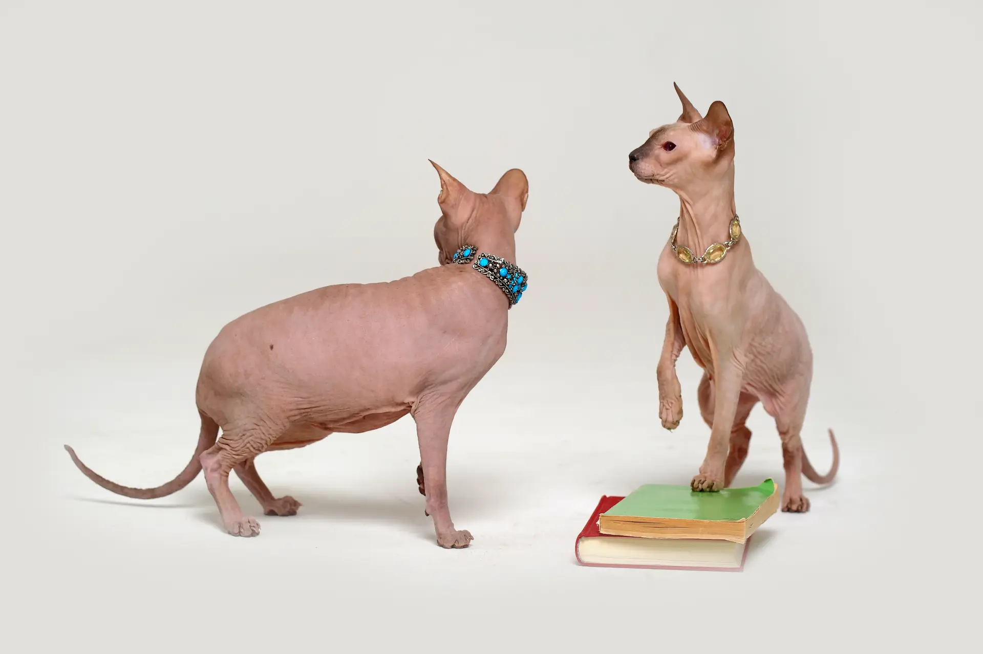 Persoane și animale de companie stând alături pe fundal alb