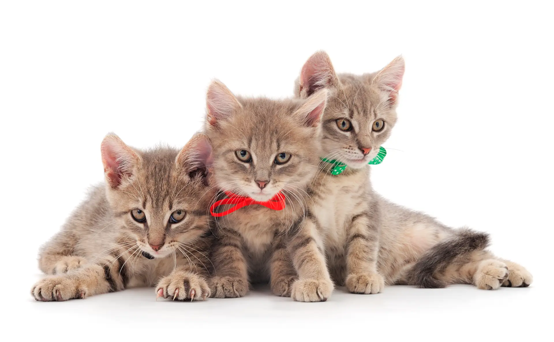 Trei pisoi mici fotografiați din față pe fundal alb