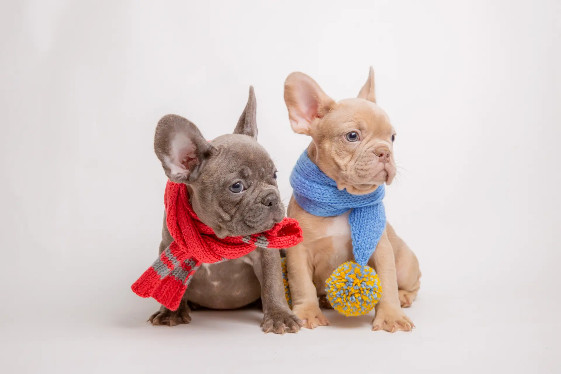 Doi pui de Bulldog francez purtând pălării și eșarfe pe fundal alb