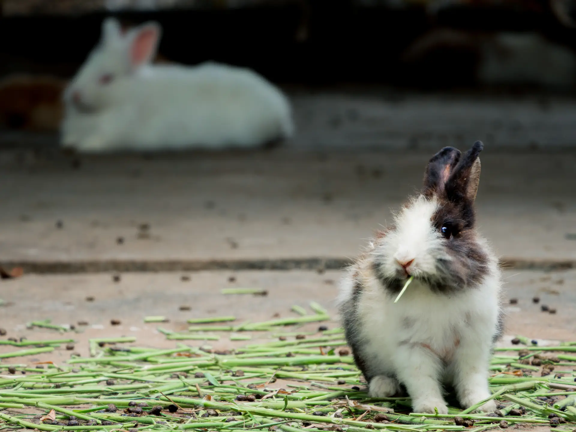 Iepurași jucăuși – exemplu de animale mici de companie iubite de familii