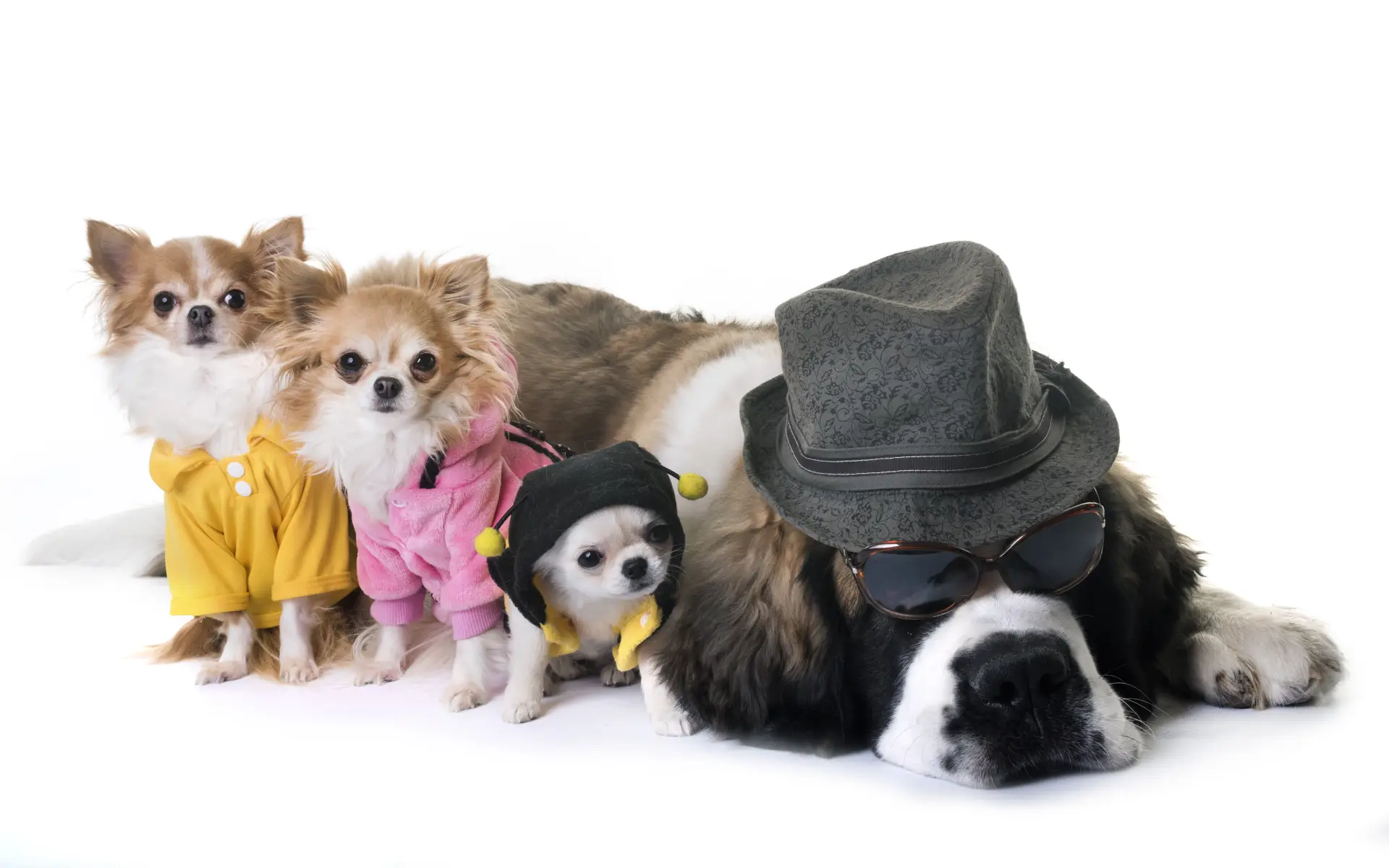 Câine Saint Bernard alături de un Chihuahua tânăr