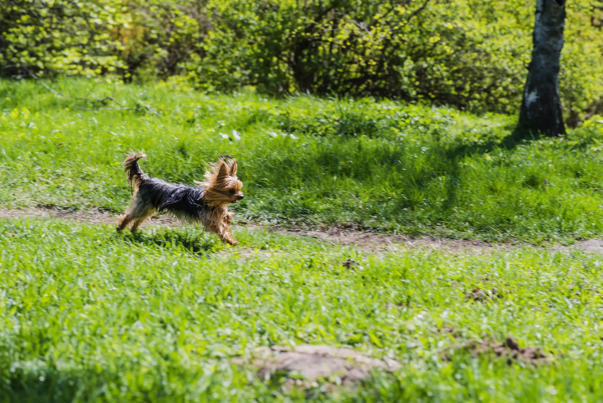Câine de companie alergând într-un parc