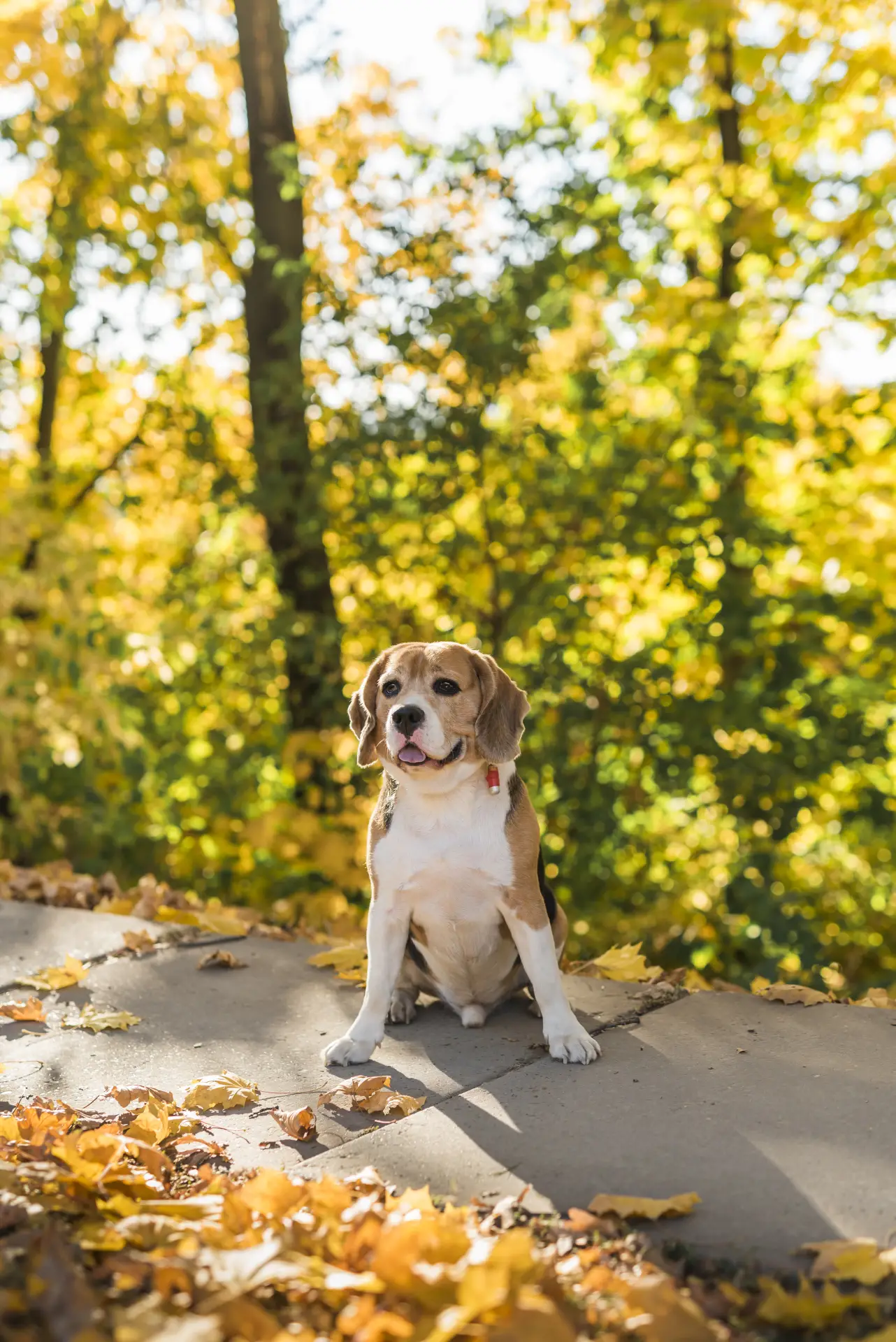 Beagle stând în parc, portret de câine în aer liber