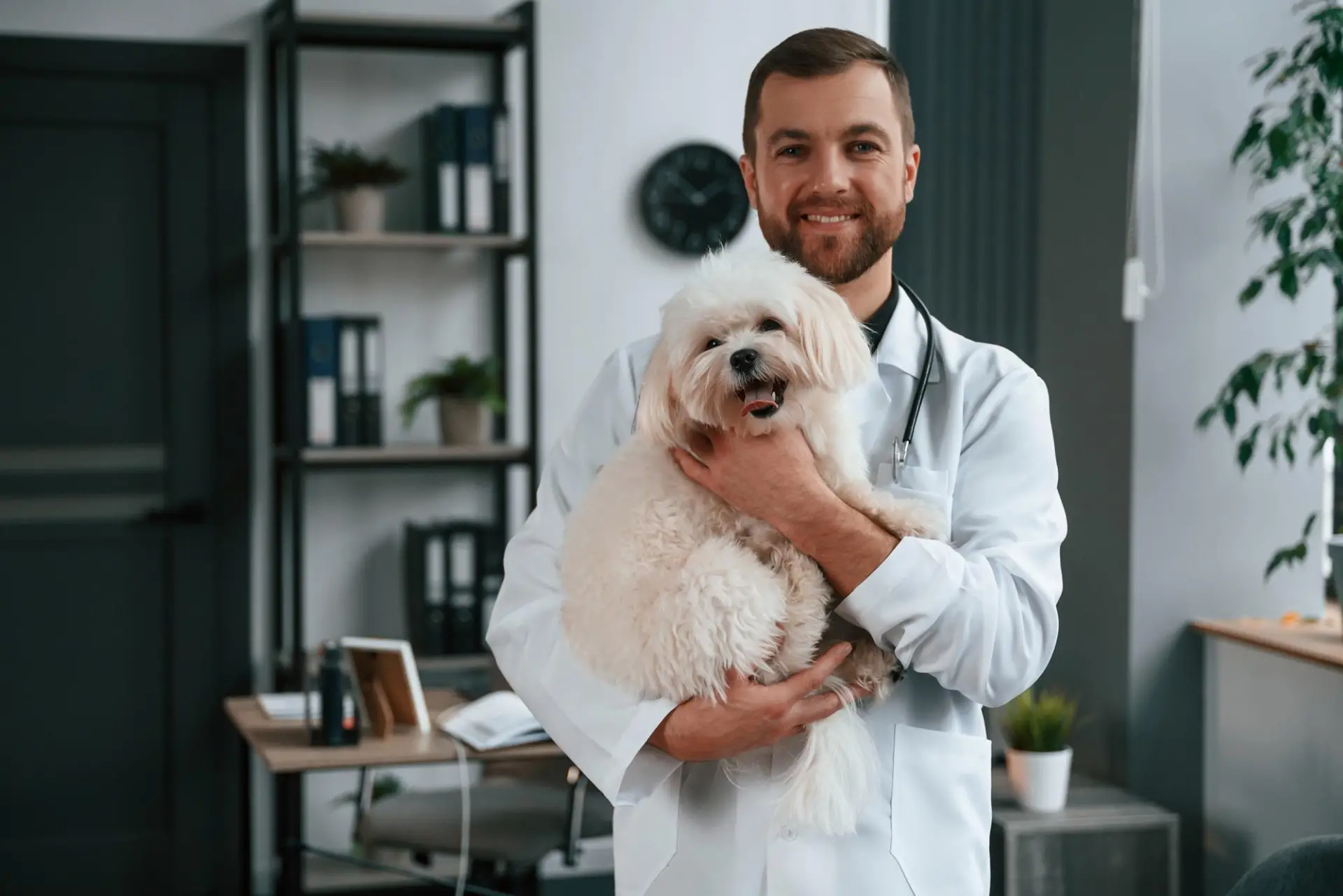 85557 Medic veterinar zâmbitor, care ține în brațe un câine alb și pufos, într-un cabinet veterinar