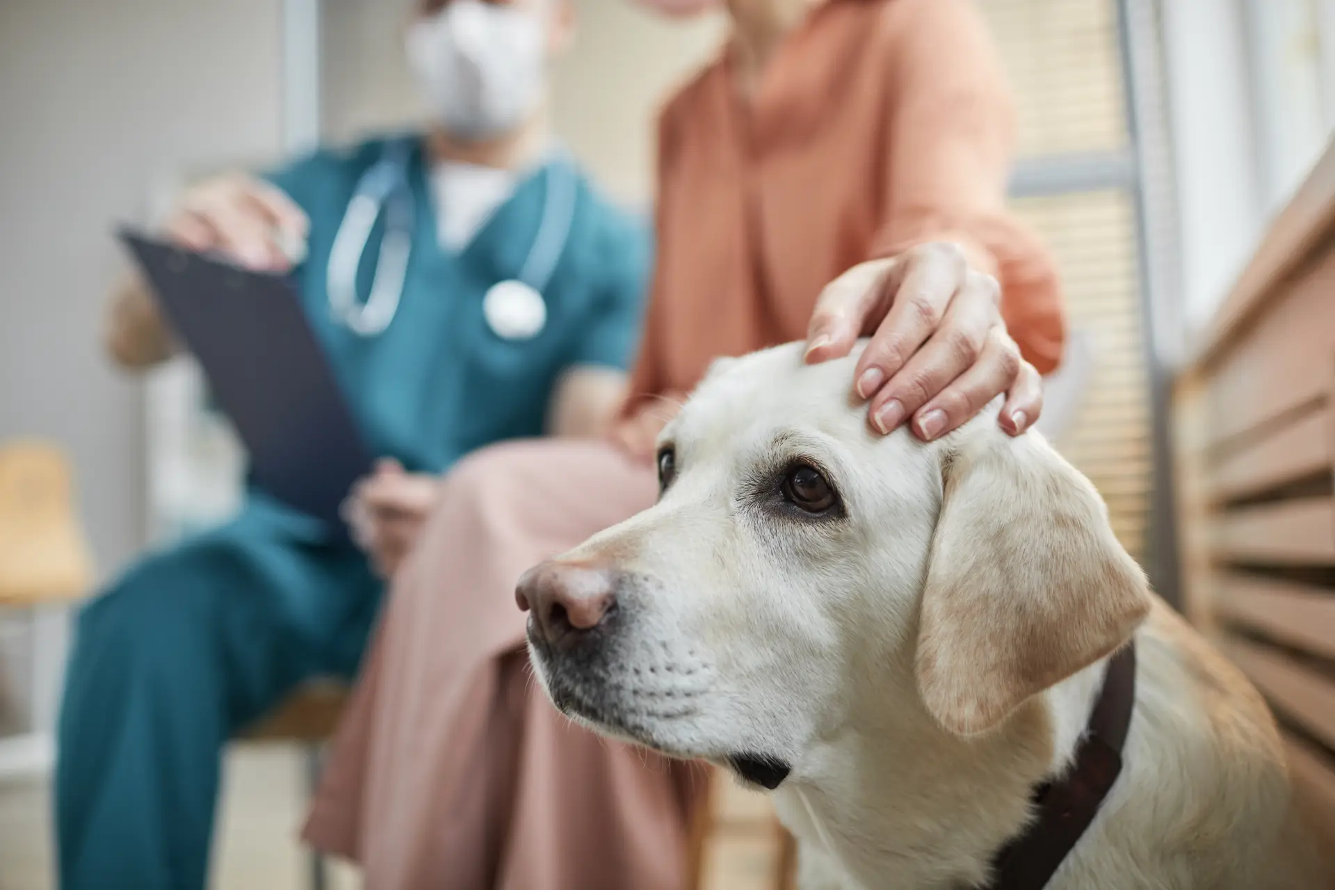 medic veterinar mangaind cu blandete un caine acasa