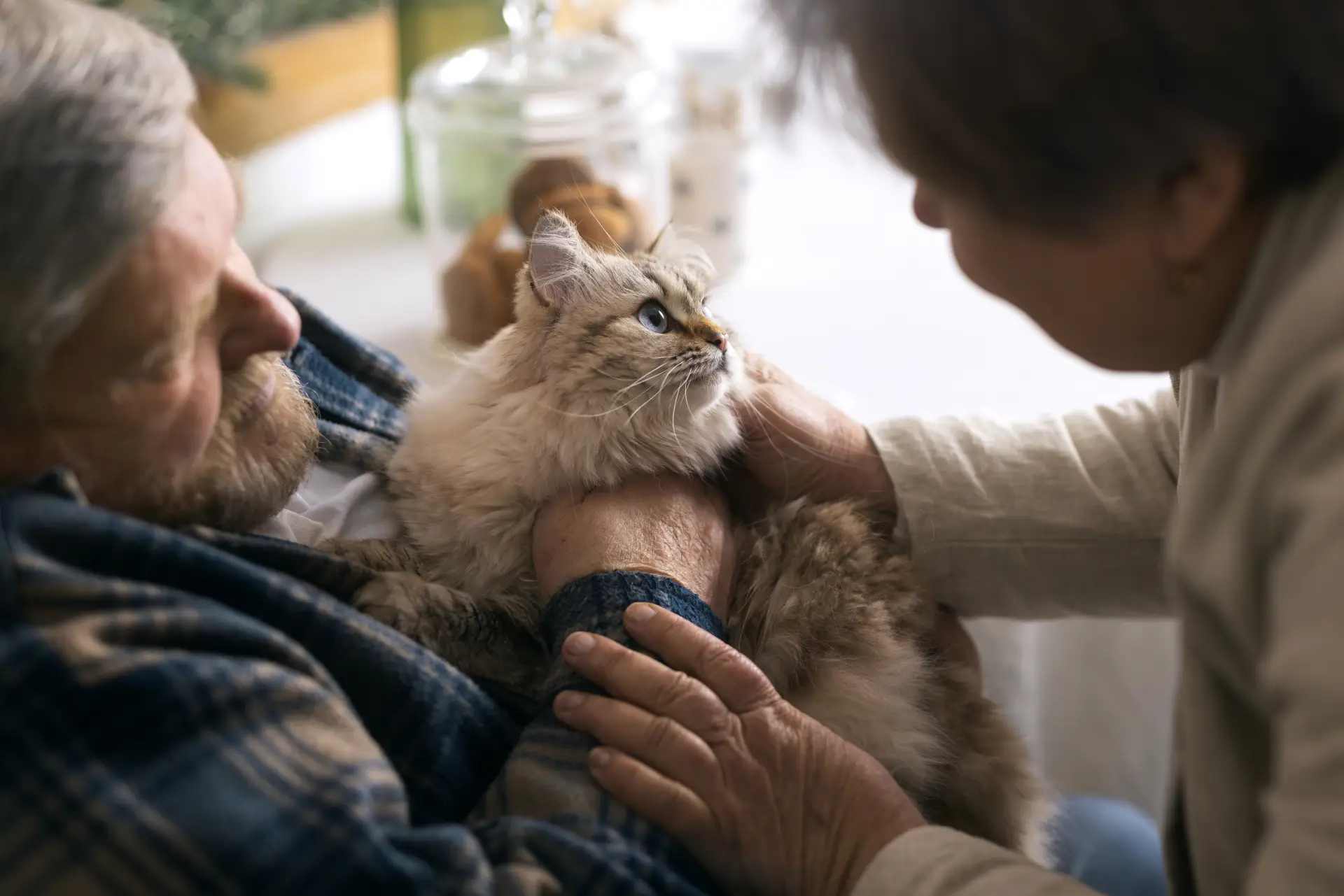 high-angle-elderly-people-with-cat